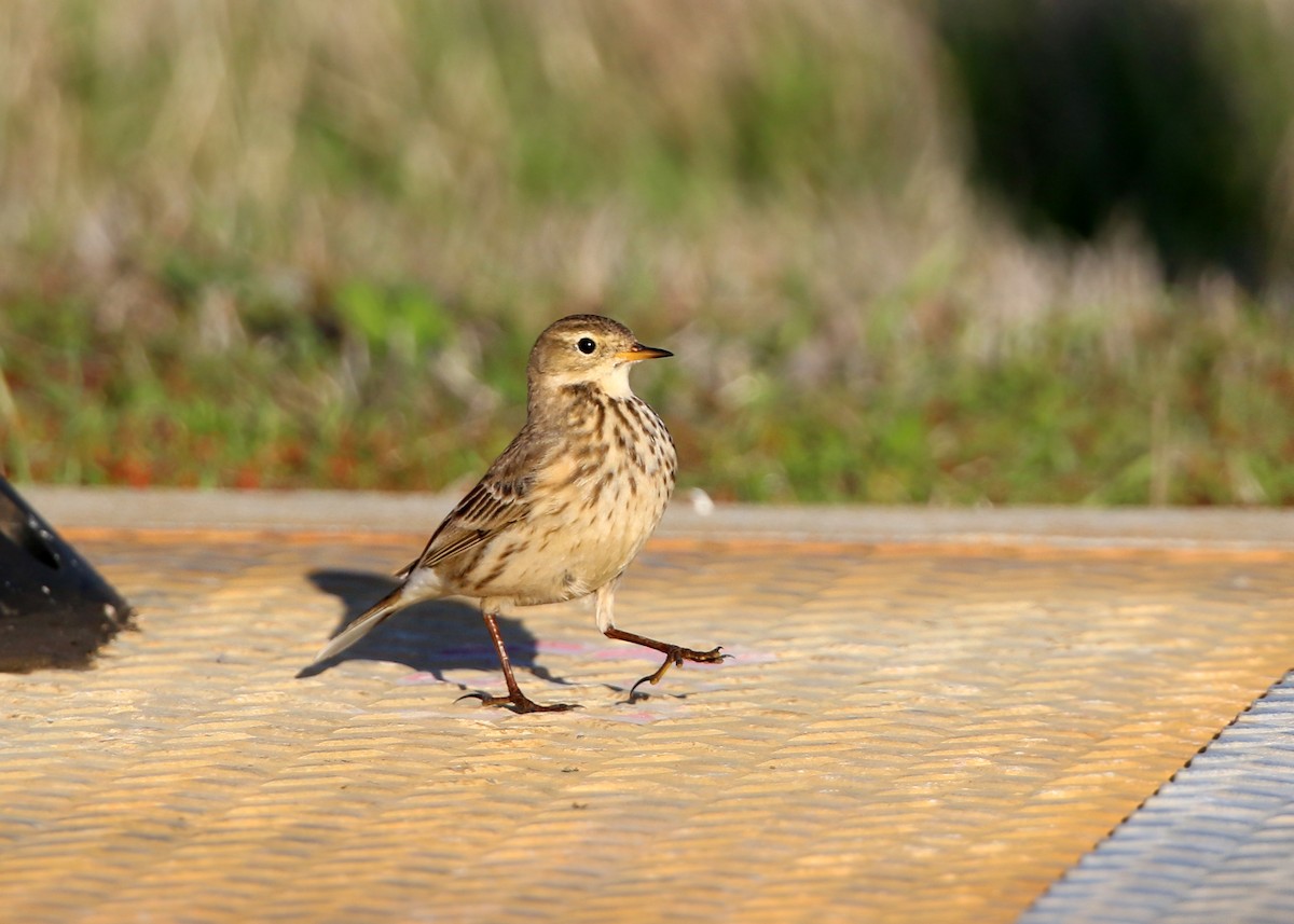 American Pipit - William Clark