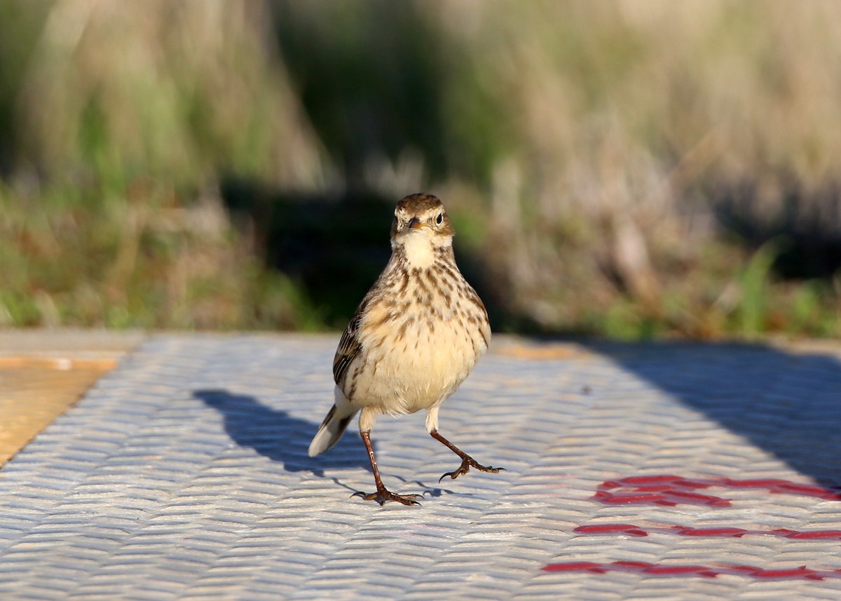 American Pipit - William Clark