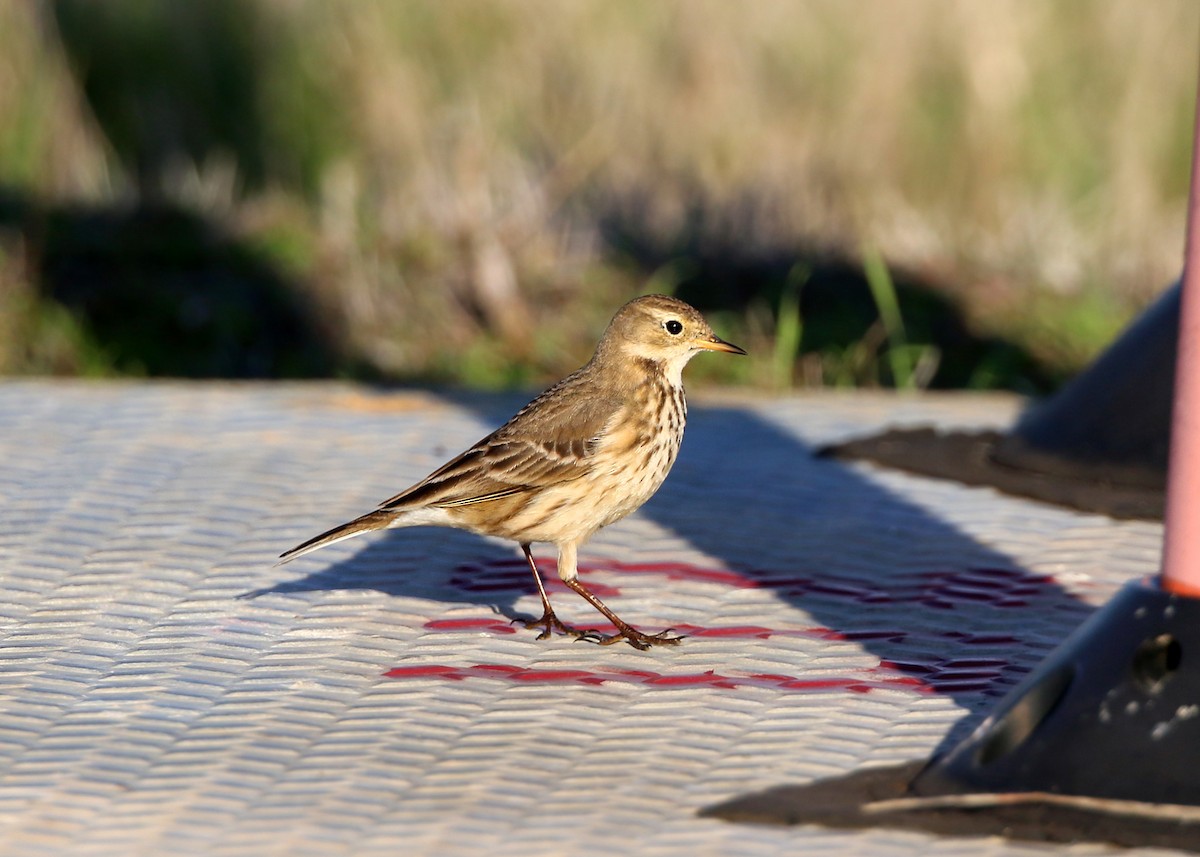 American Pipit - William Clark