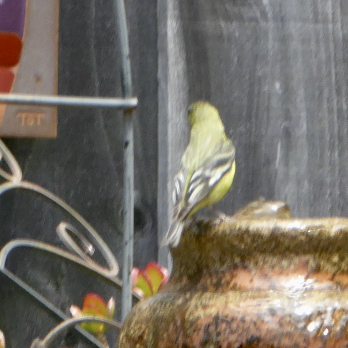 Lesser Goldfinch - Anonymous