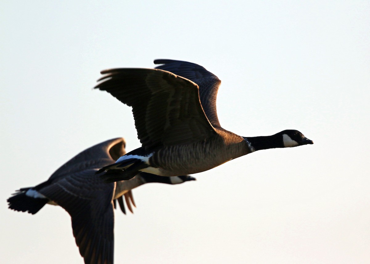 Cackling Goose - William Clark