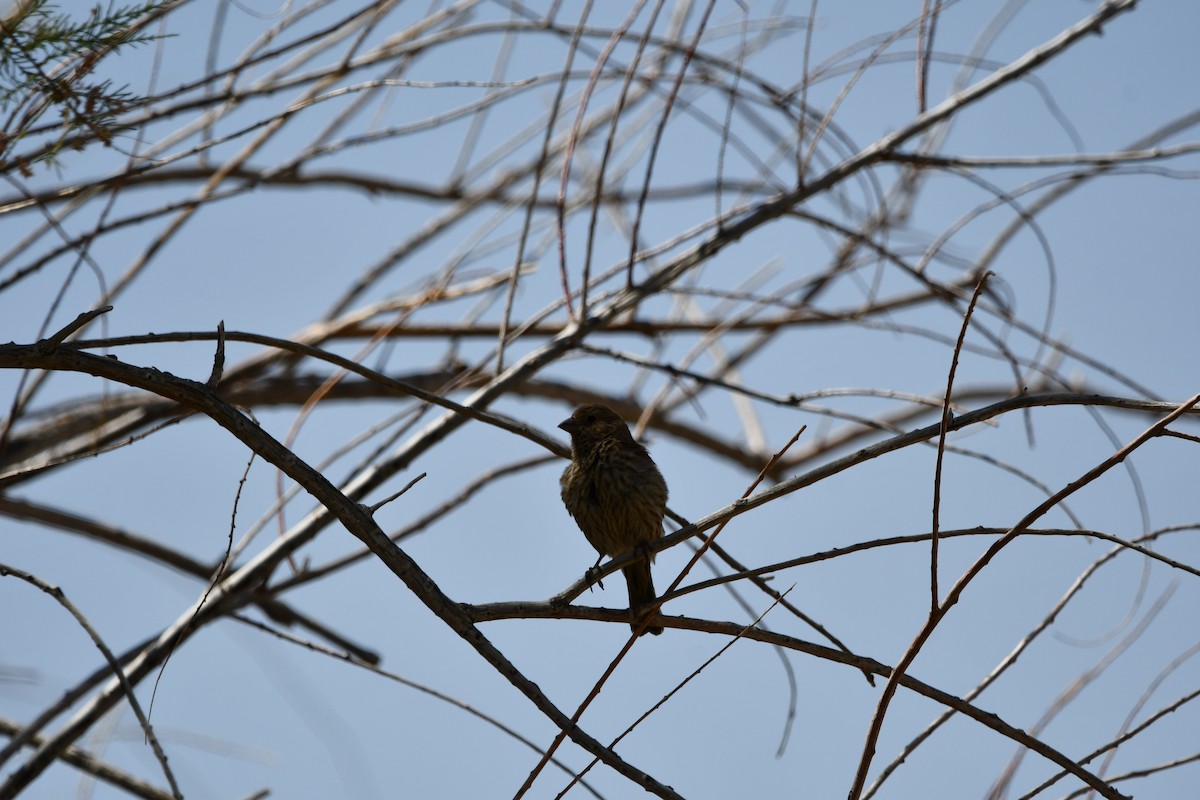 House Finch - Lael Rudisill