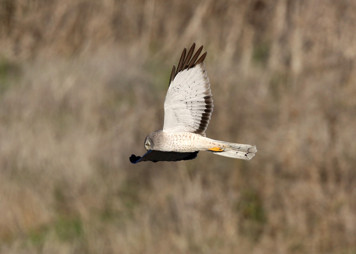 Northern Harrier - William Clark