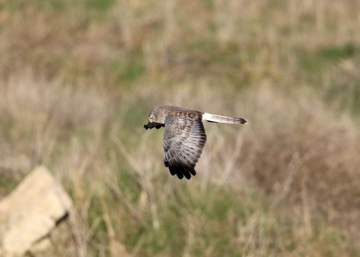 Northern Harrier - William Clark