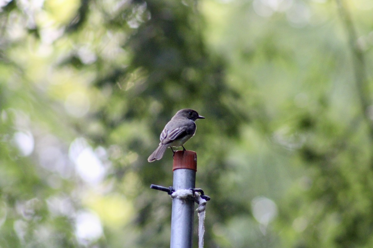 Eastern Phoebe - Brandon Paugh