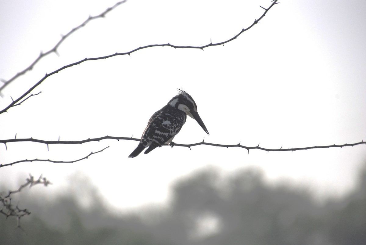 Pied Kingfisher - Alyssa DeRubeis