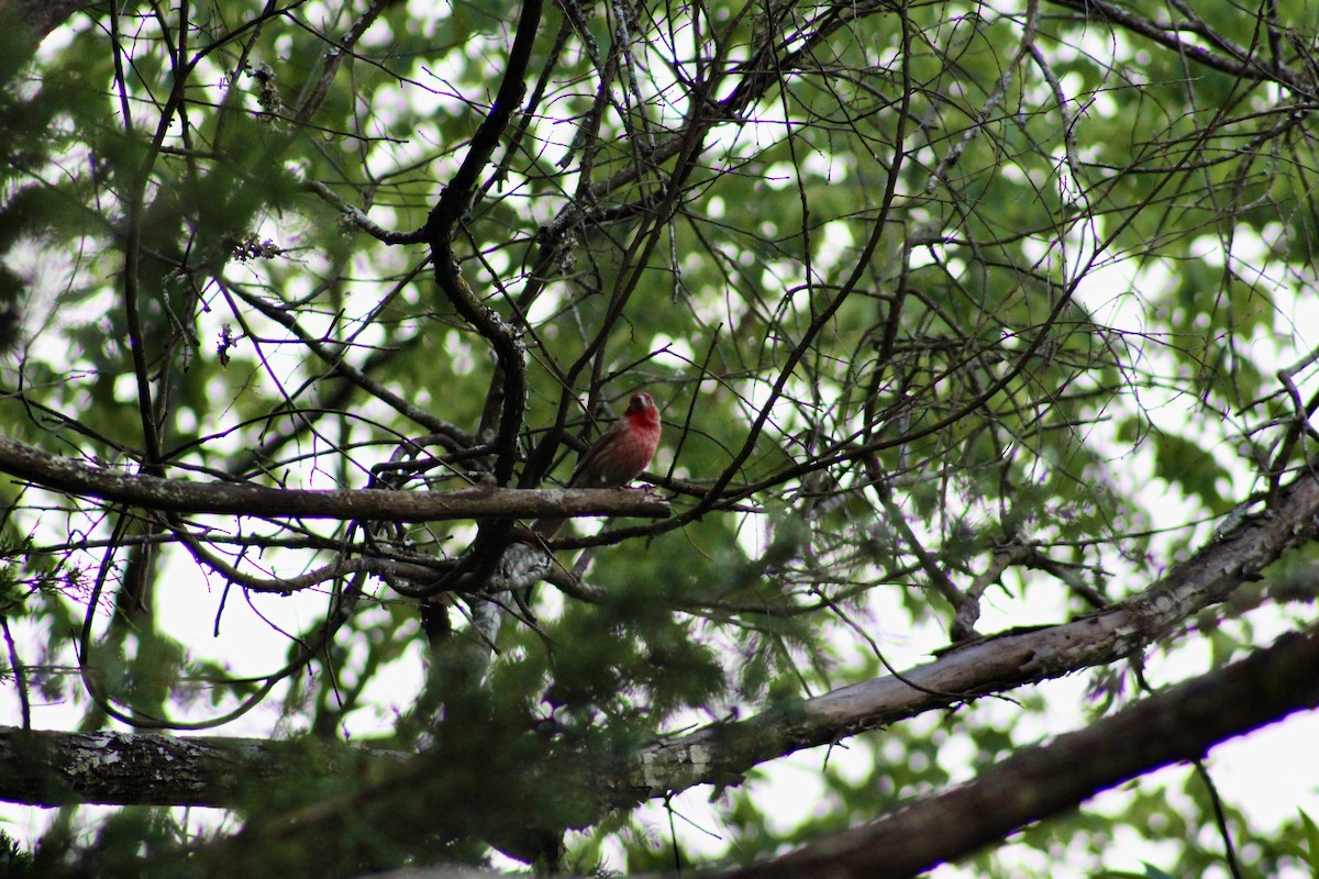 House Finch - Brandon Paugh