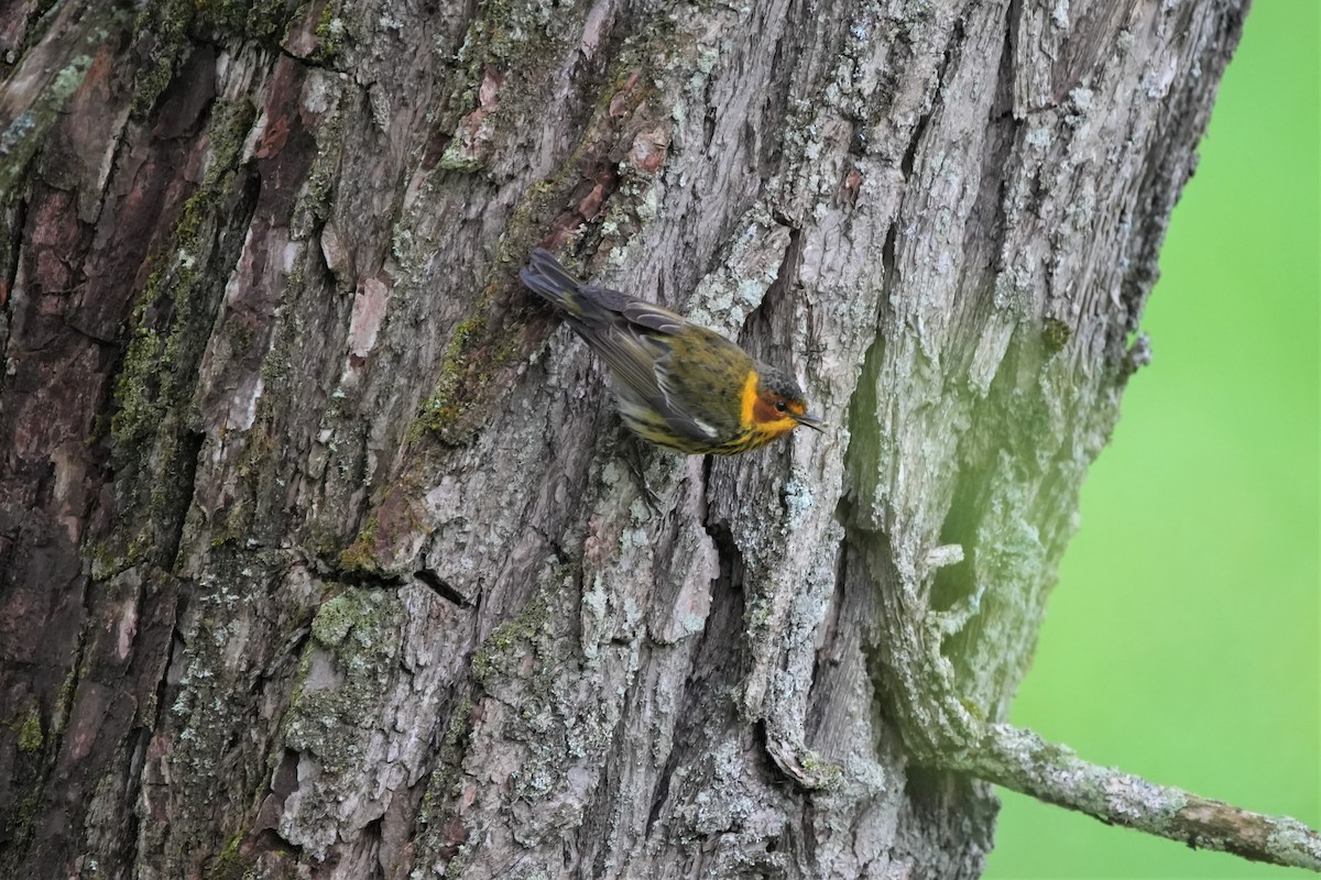 Cape May Warbler - Ian Langlois Vaillancourt