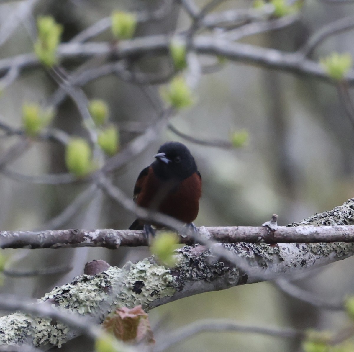 Orchard Oriole - ML619506710