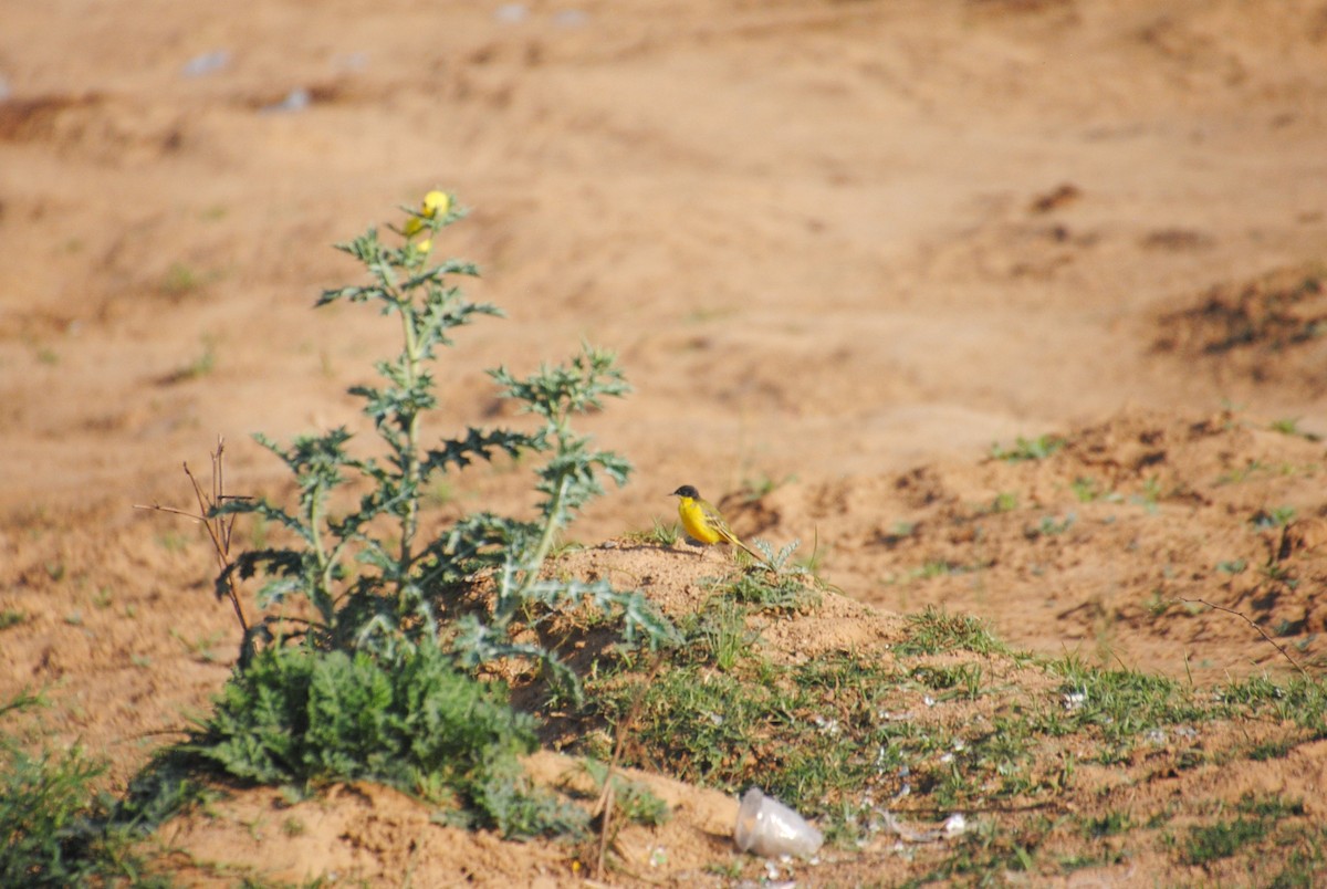 Western Yellow Wagtail - Alyssa DeRubeis