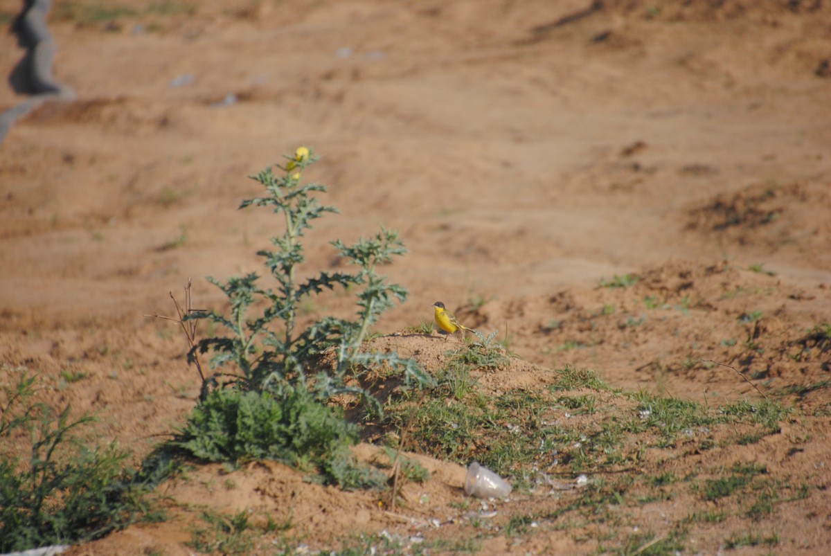 Western Yellow Wagtail - Alyssa DeRubeis