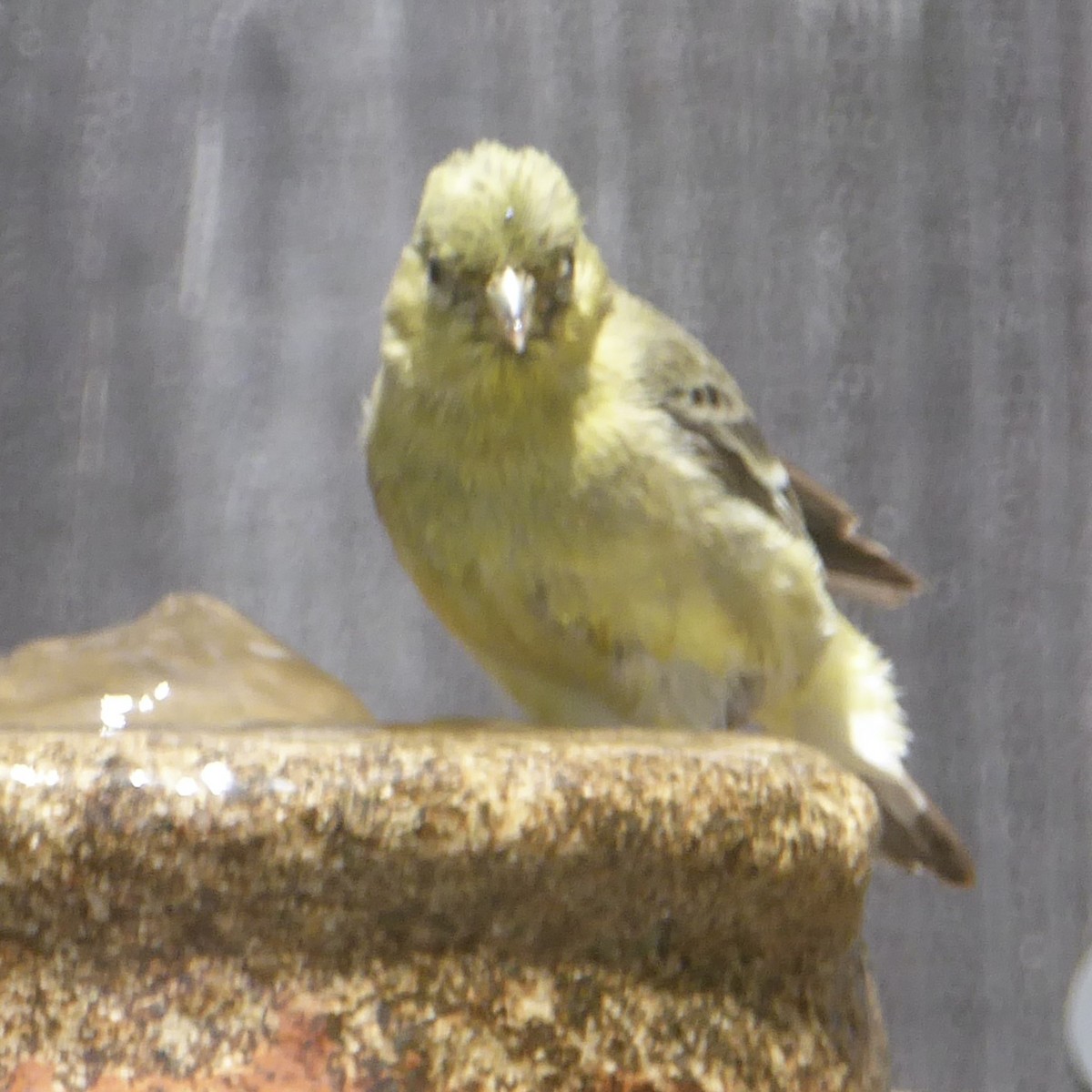 Lesser Goldfinch - Anonymous