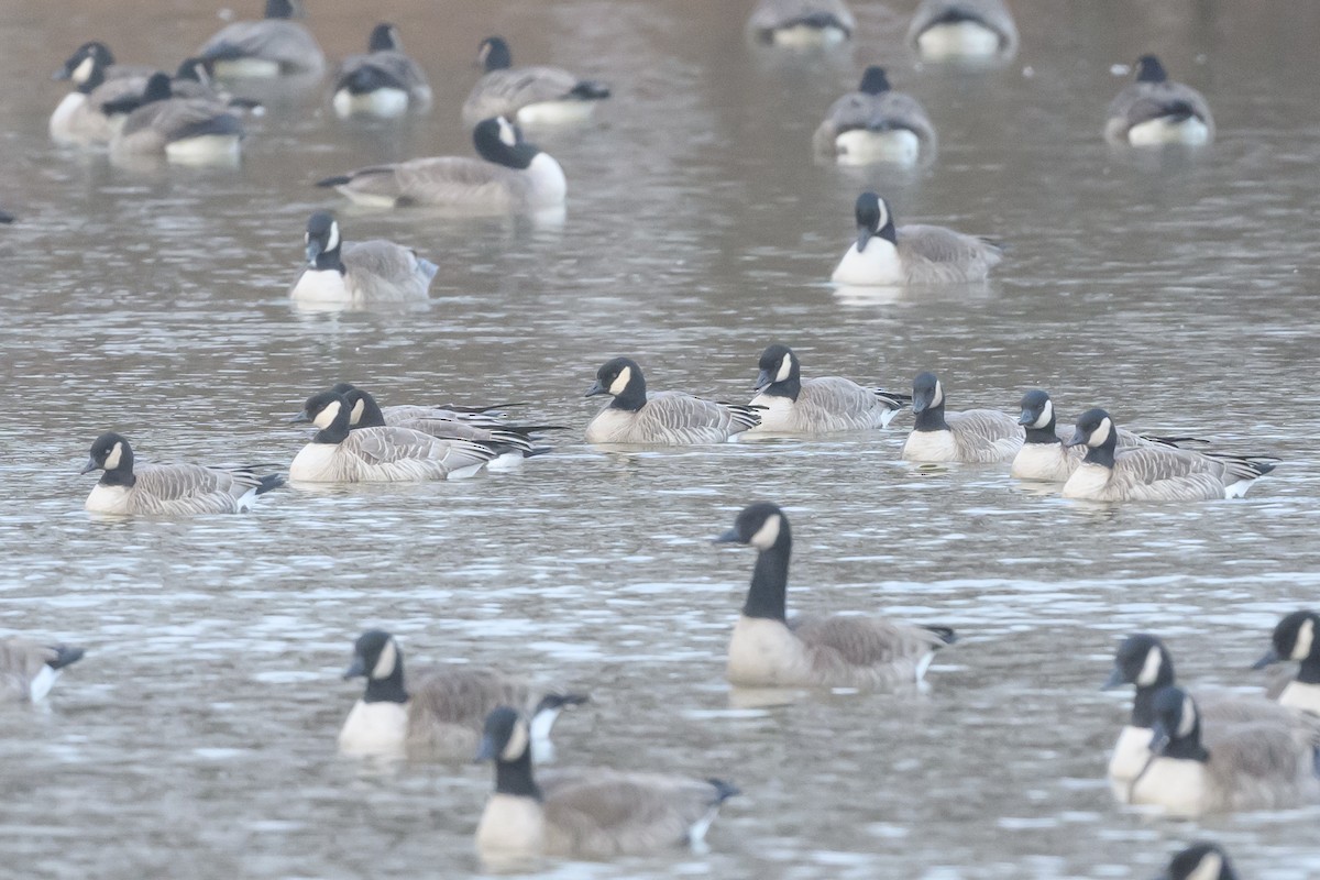 Cackling Goose - Stephen Davies