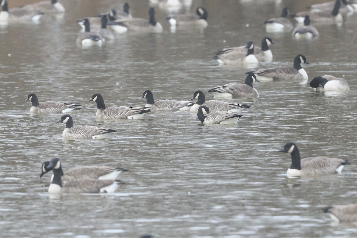 Cackling Goose - Stephen Davies