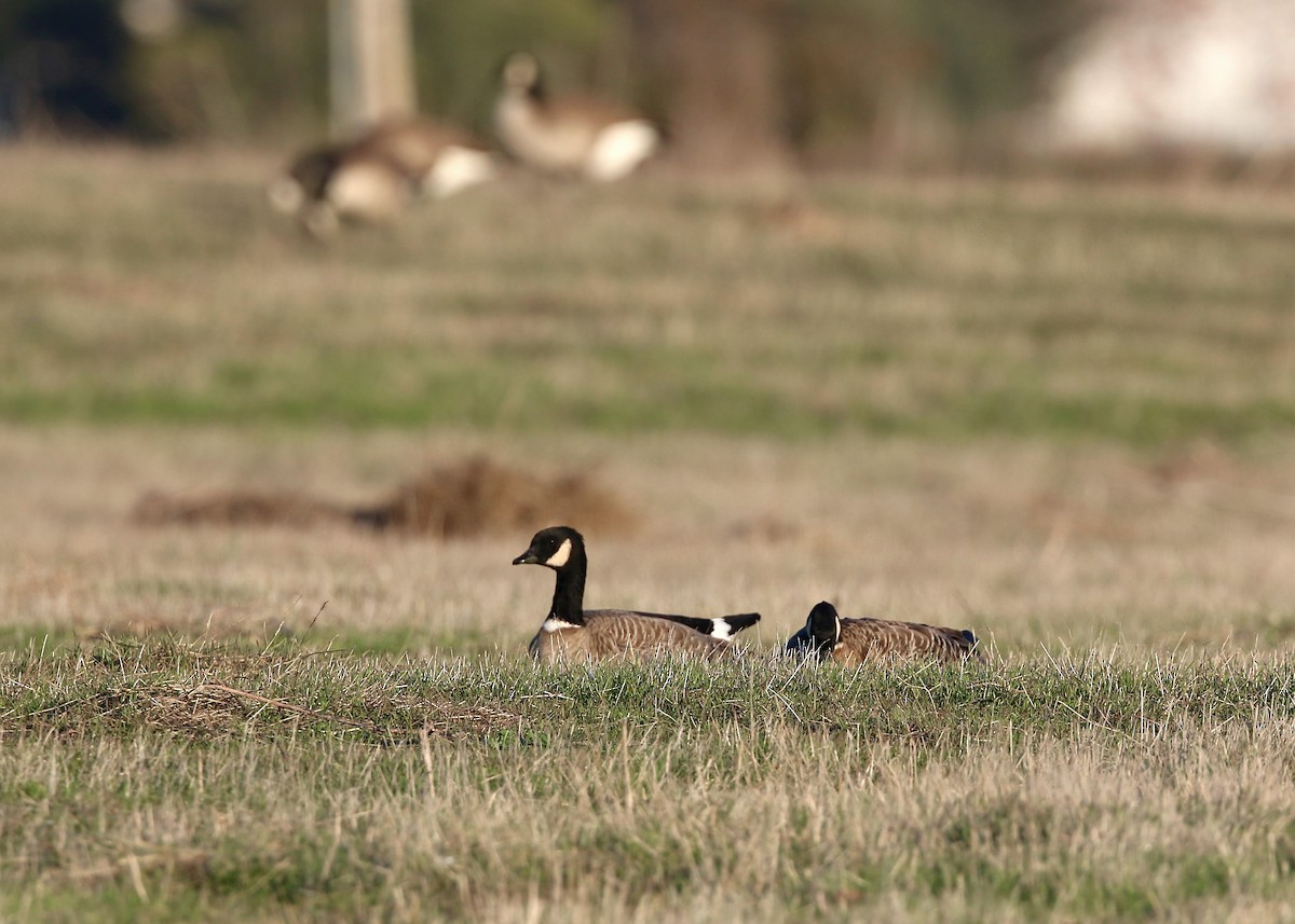 Cackling Goose - William Clark