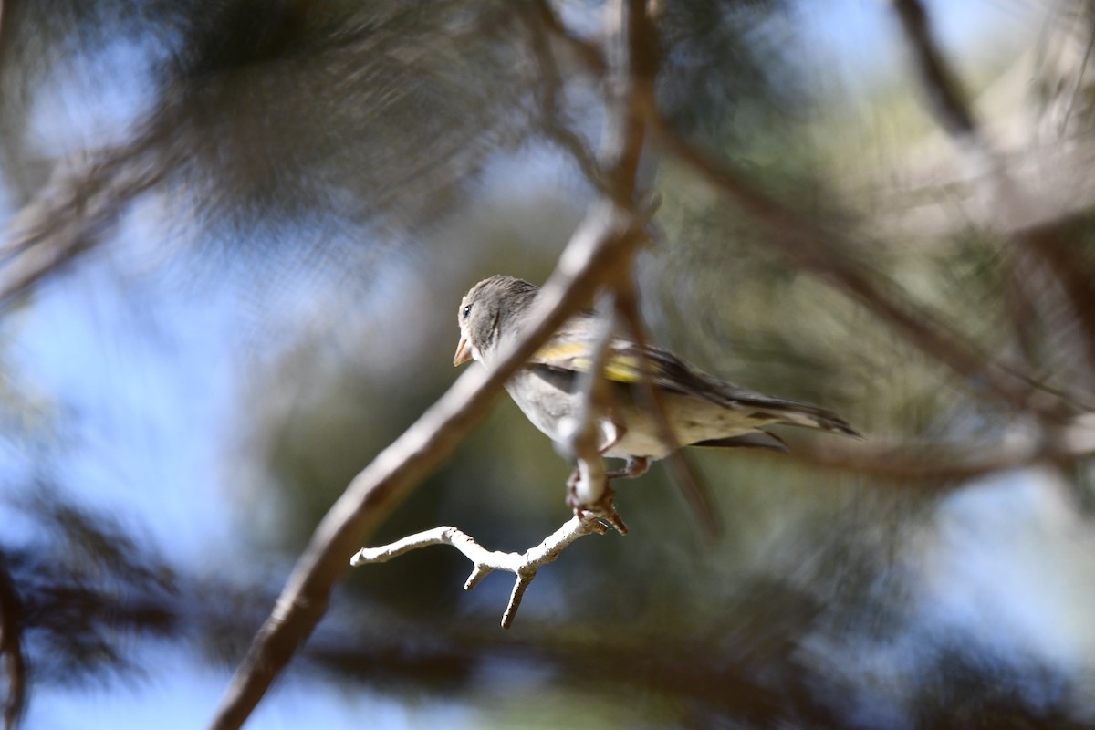 Lawrence's Goldfinch - Lael Rudisill