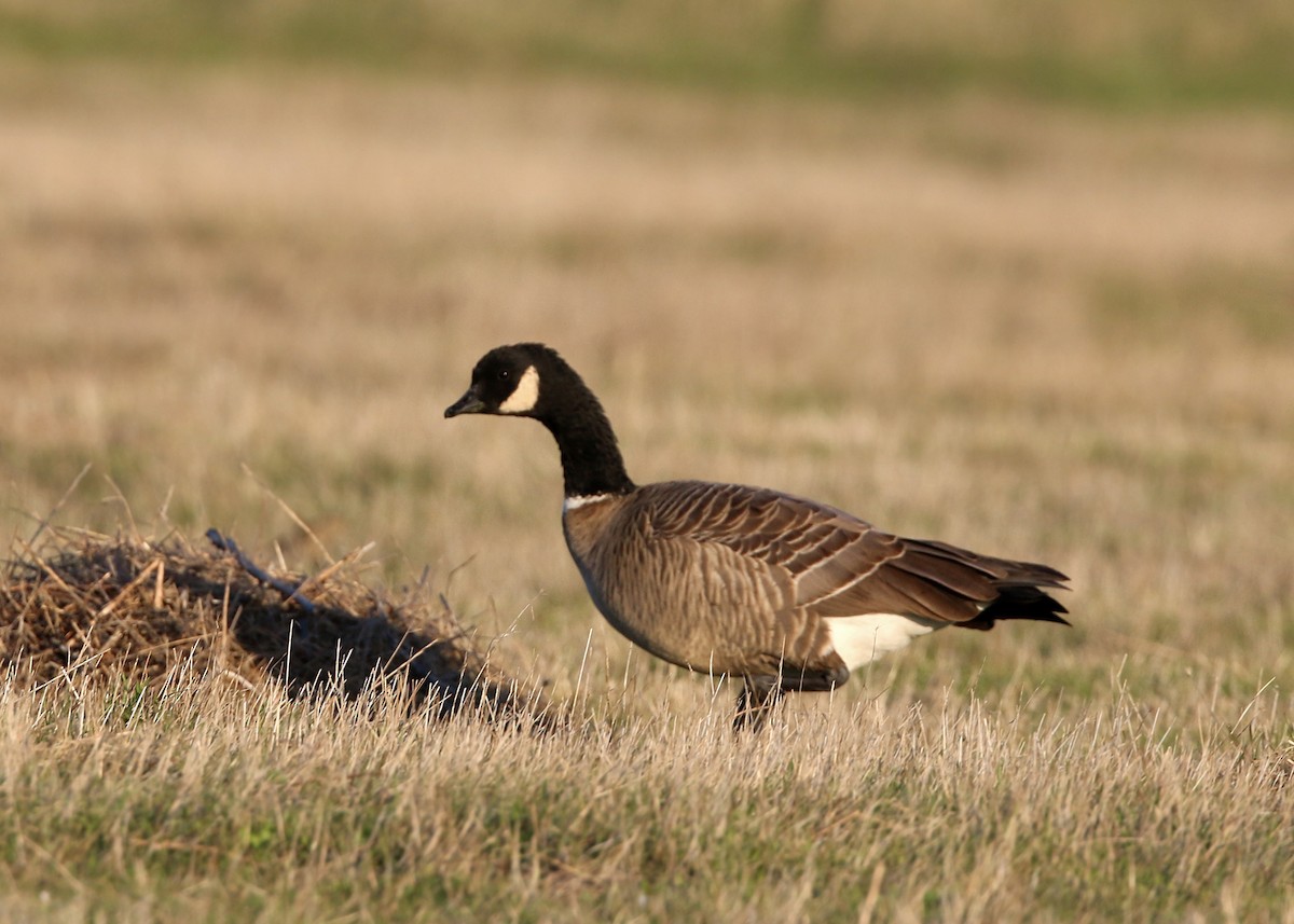 Cackling Goose - William Clark