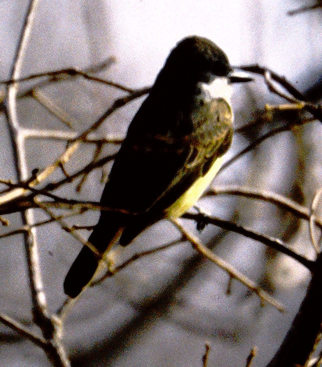 Thick-billed Kingbird - ML619506739