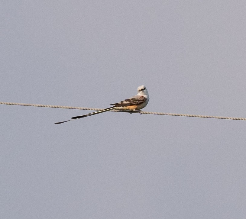 Scissor-tailed Flycatcher - Scott Murphy