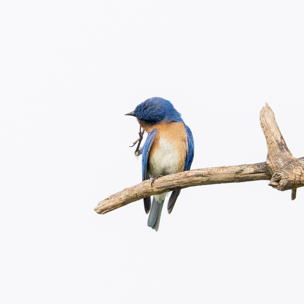 Eastern Bluebird - Scott Murphy