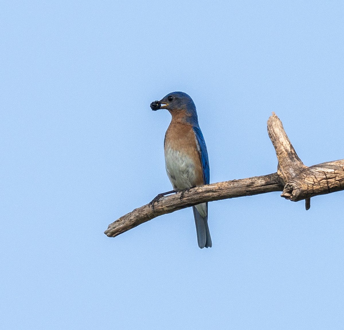 Eastern Bluebird - Scott Murphy