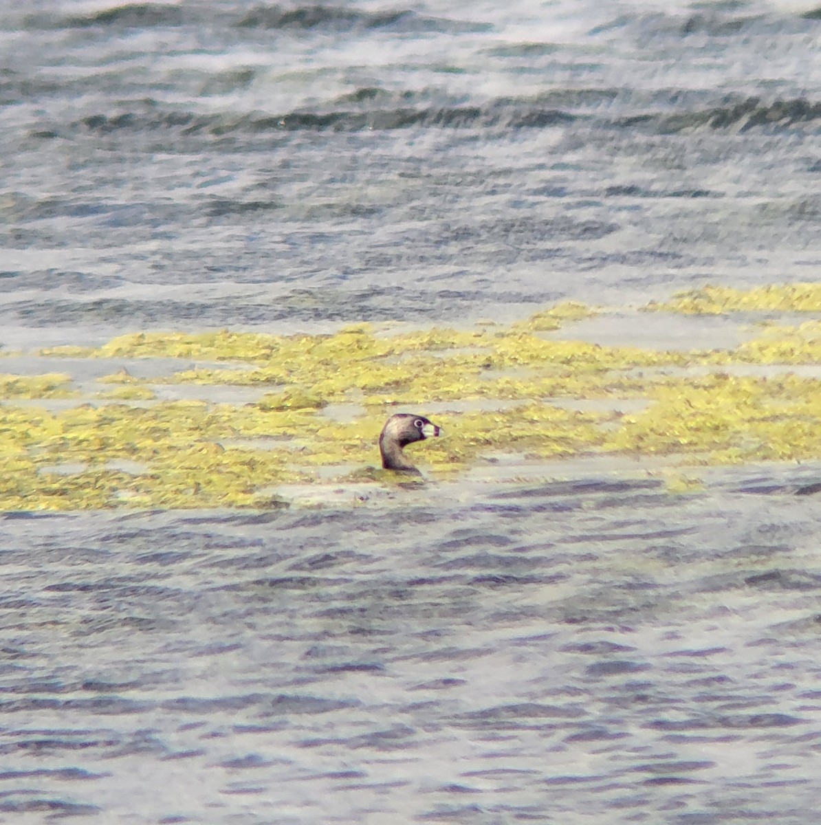 Pied-billed Grebe - Lucas Beaver