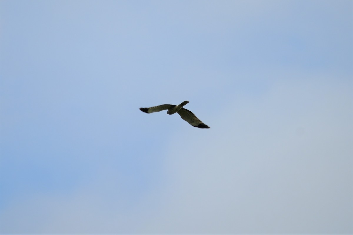 Northern Harrier - Ian Langlois Vaillancourt