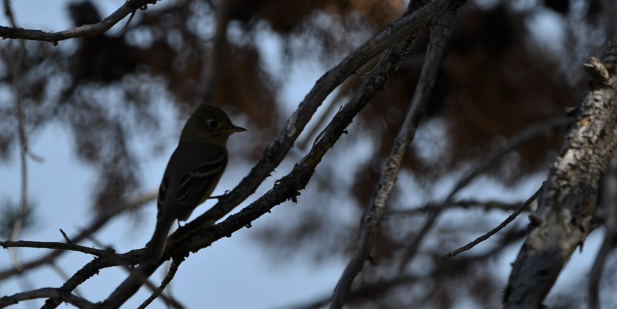 Western Tanager - Lael Rudisill