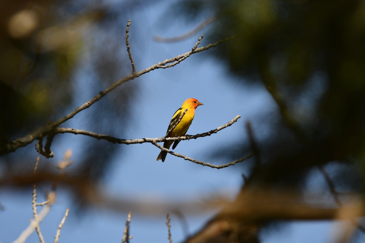 Western Tanager - Lael Rudisill