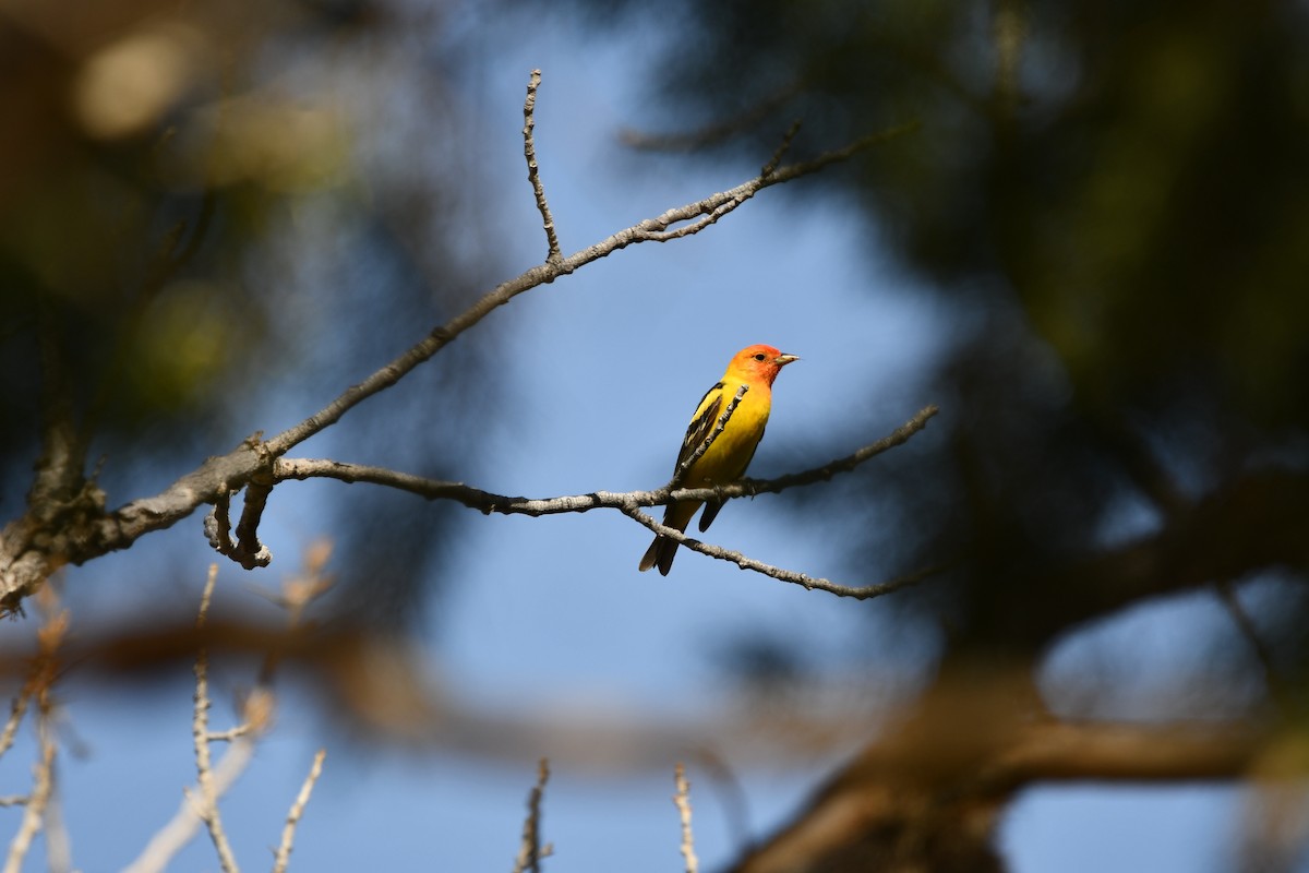 Western Tanager - Lael Rudisill