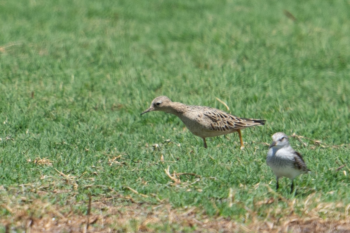 Buff-breasted Sandpiper - ML619506758