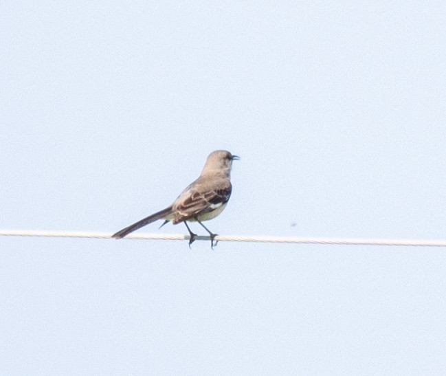 Northern Mockingbird - Scott Murphy