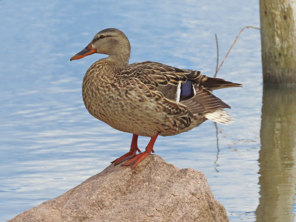 Canard colvert - ML619506763