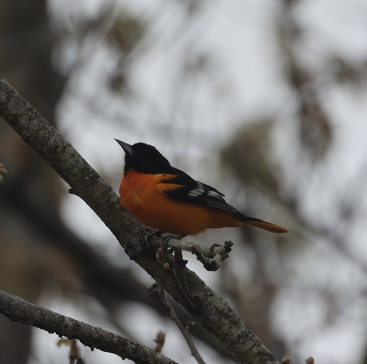 Baltimore Oriole - Ross Sormani