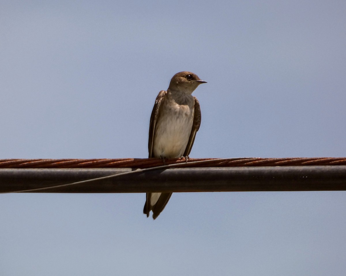 Northern Rough-winged Swallow - Kathy L. Mock