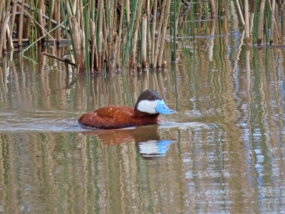 Ruddy Duck - Pam Laing