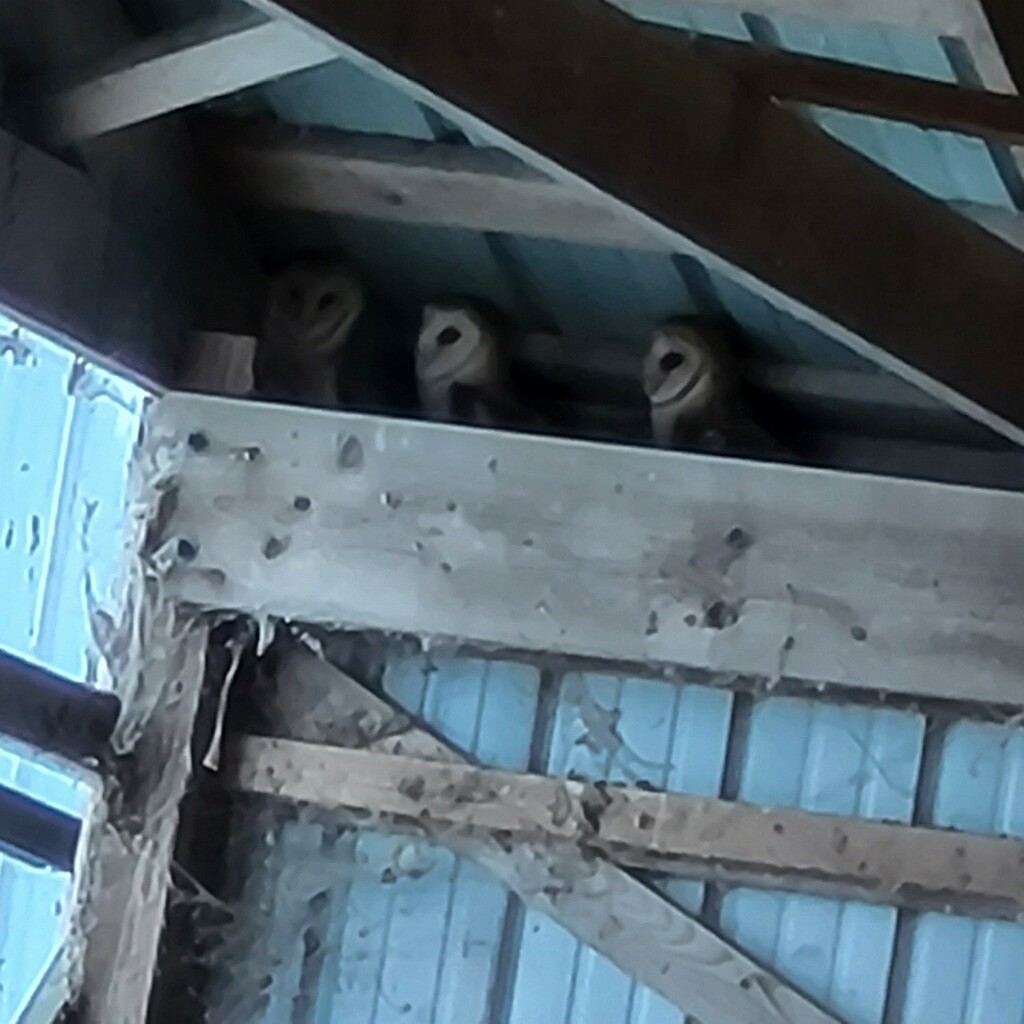 Barn Owl - Ginny Walker