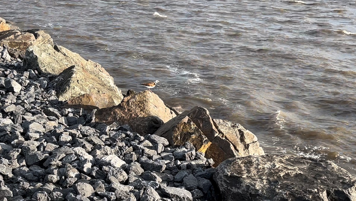 Ruddy Turnstone - ML619506781