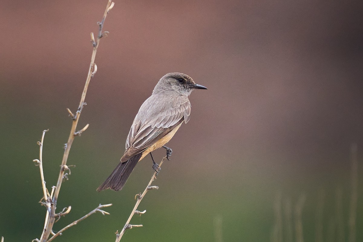 Say's Phoebe - ML619506782