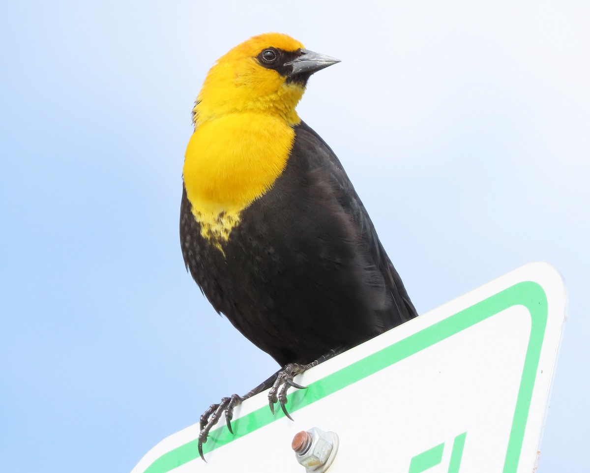 Yellow-headed Blackbird - Pam Laing