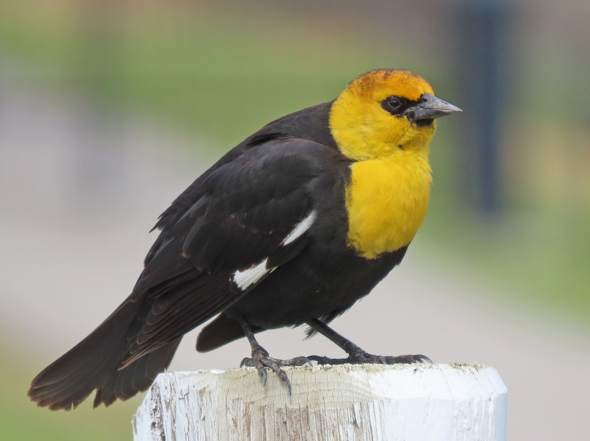 Yellow-headed Blackbird - Pam Laing
