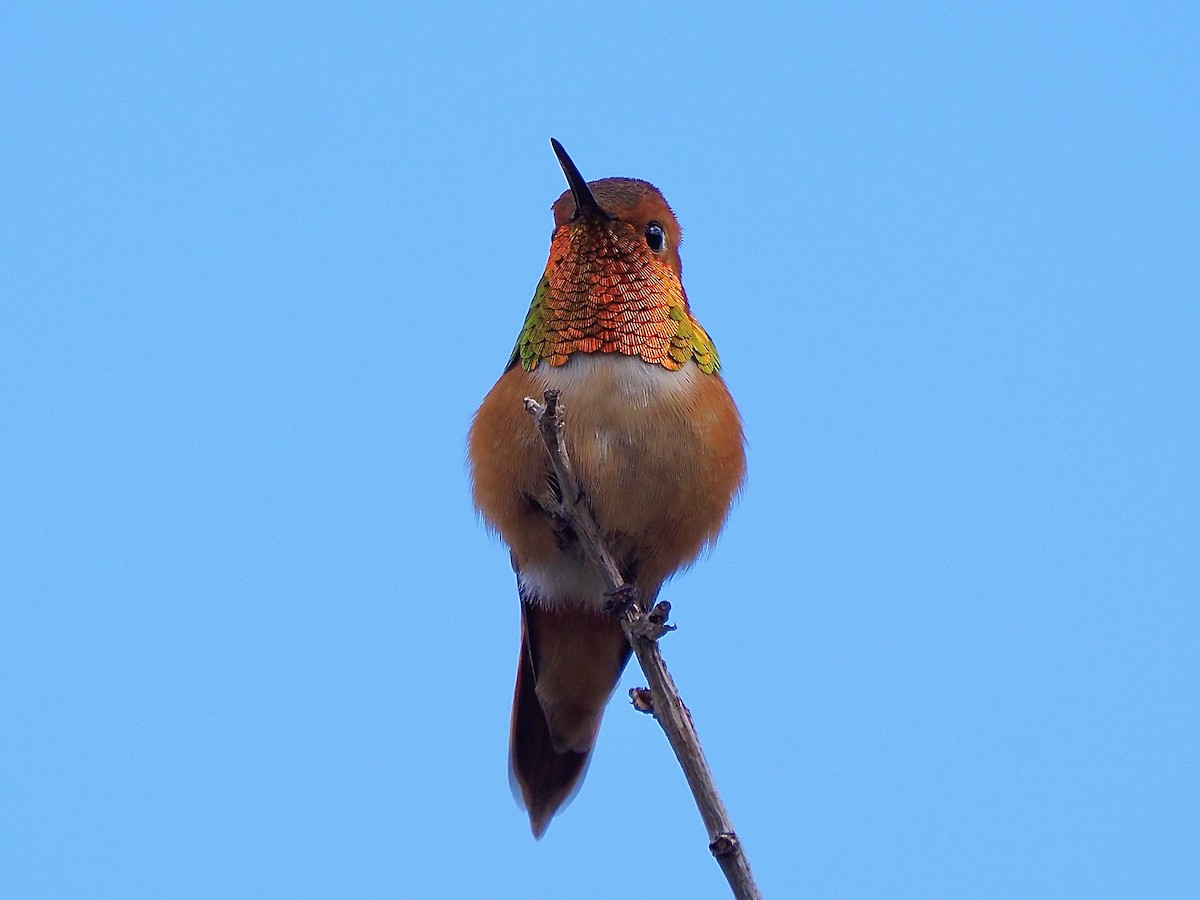 Rufous Hummingbird - Kathy Green