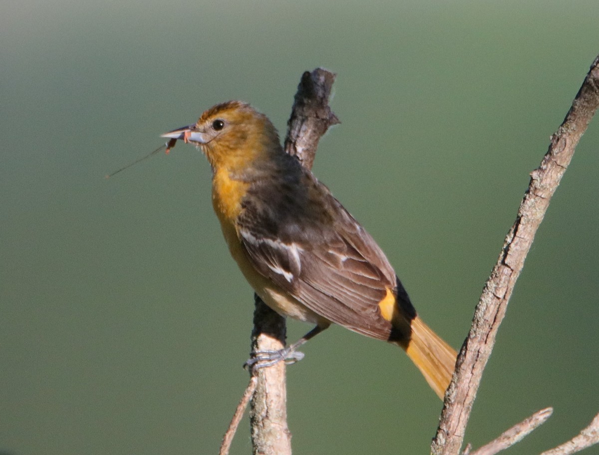 Baltimore Oriole - Tom Ellsworth