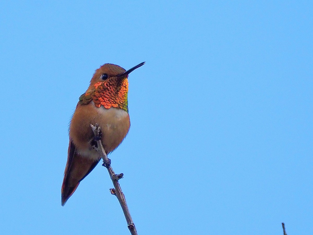 Rufous Hummingbird - Kathy Green