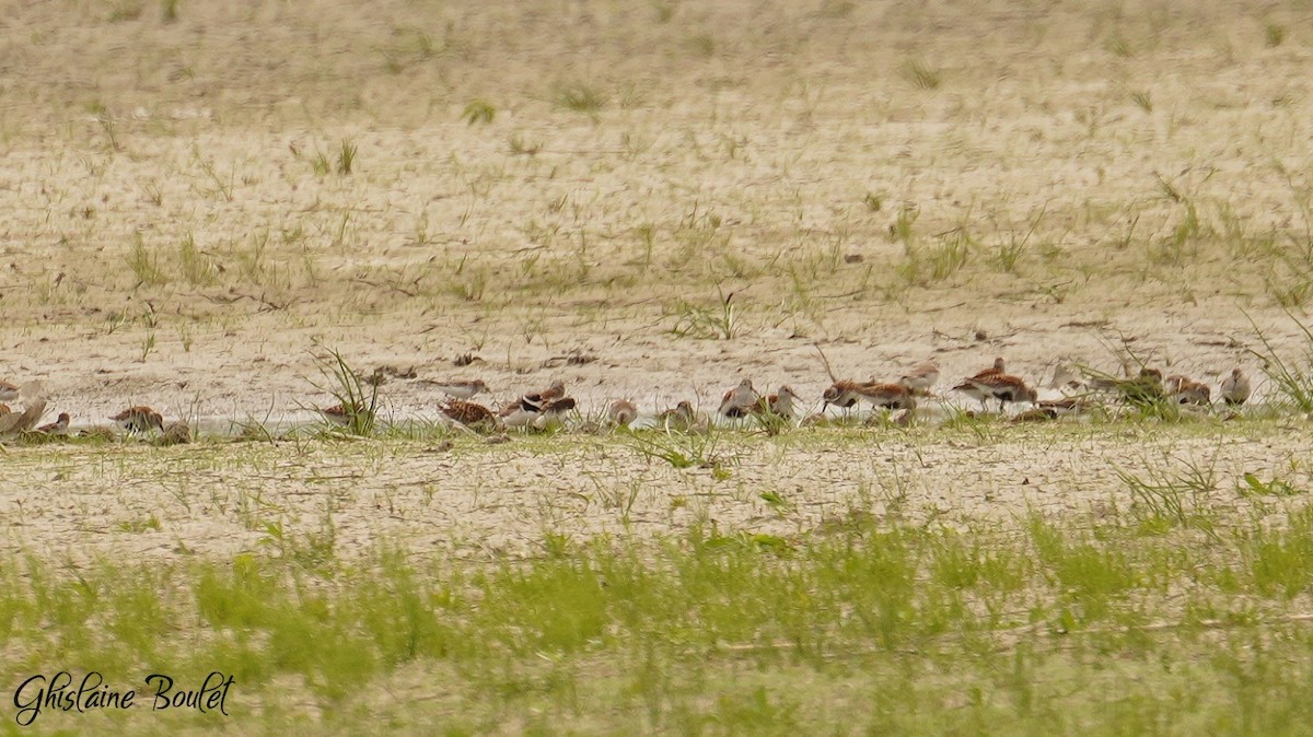 Dunlin - Réal Boulet 🦆