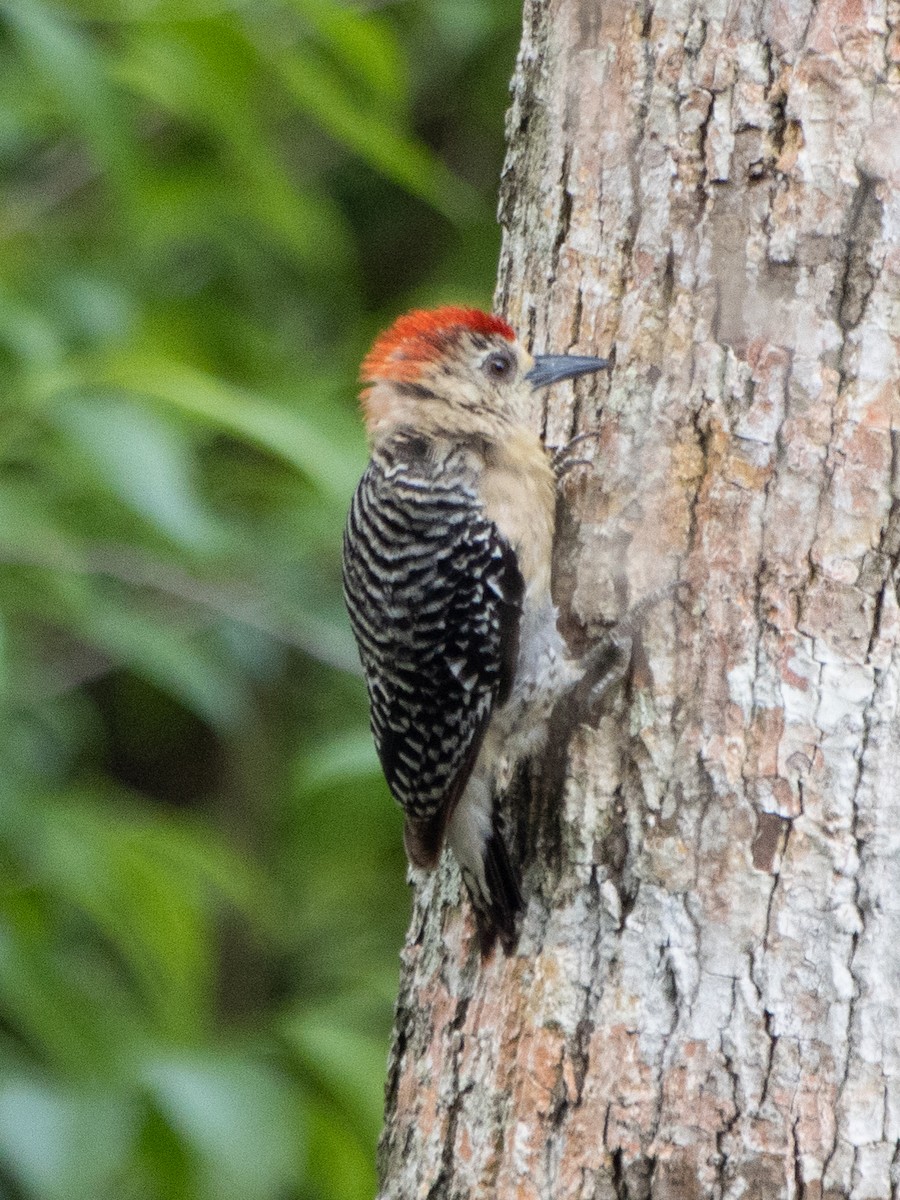 Red-crowned Woodpecker - Rene sun