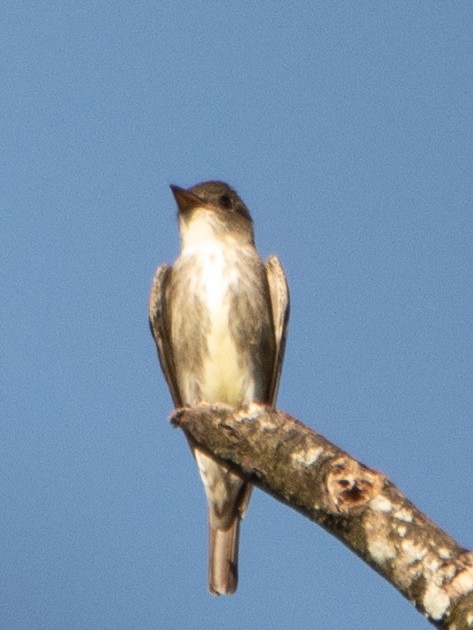 Olive-sided Flycatcher - Rene sun