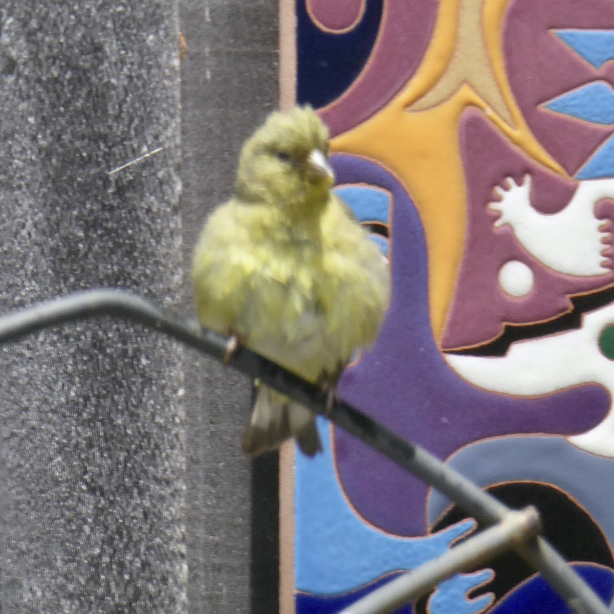 Lesser Goldfinch - Anonymous