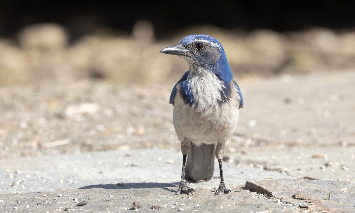 California Scrub-Jay - Paul Fenwick