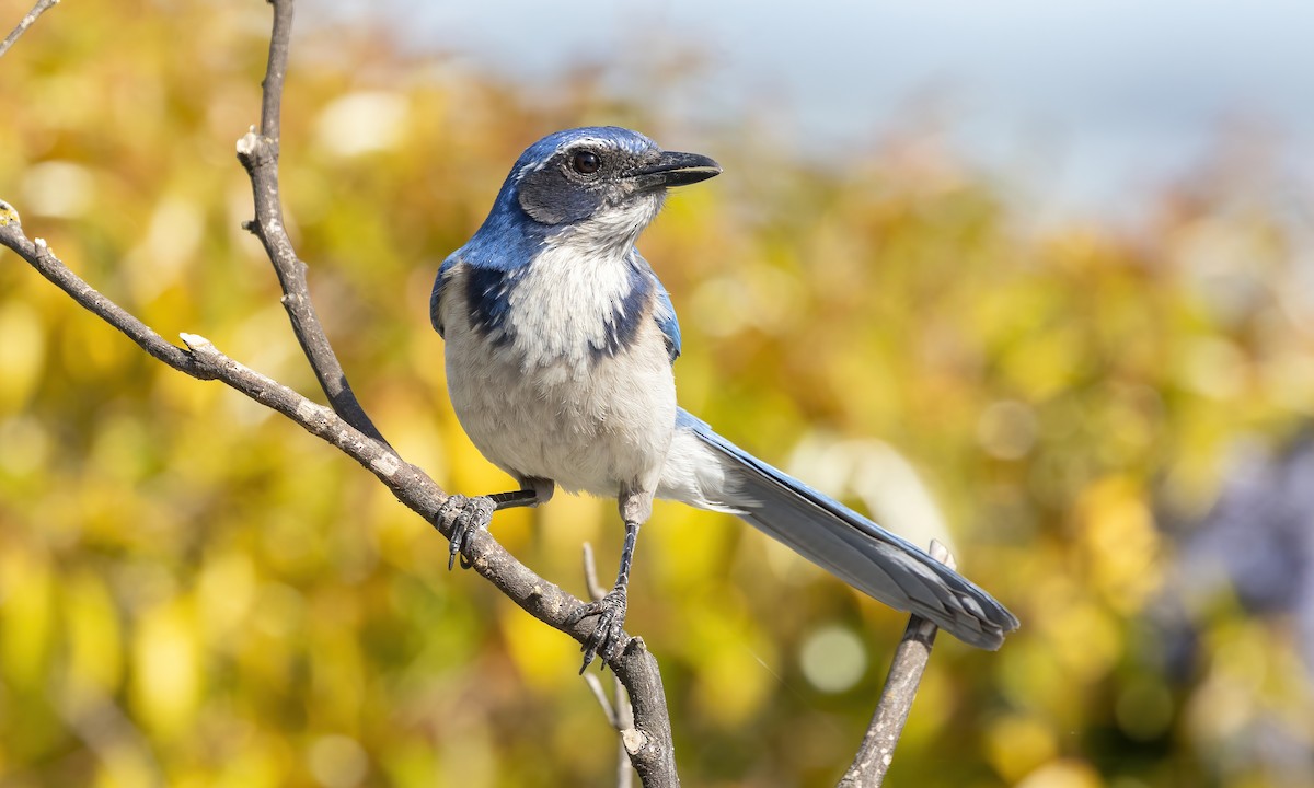 California Scrub-Jay - Paul Fenwick